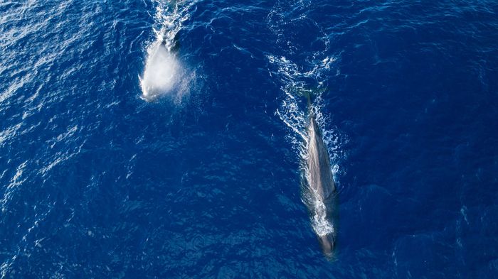 Two whales in the Great Pacific Garbage Patch
